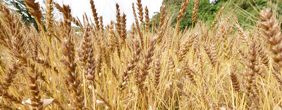 横須賀の無農薬の小麦粉