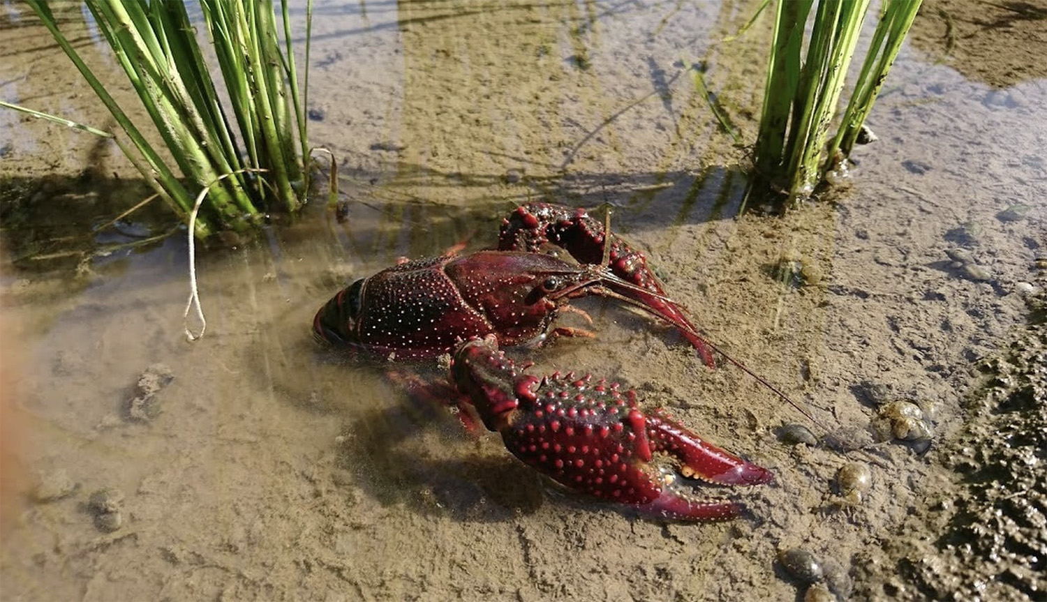 年8月 Npo法人三浦半島生物多様性保全