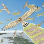 サシバの渡り。三浦半島上空を飛ぶサシバたちと人間。サシバの尾羽根から軌跡のように描かれた田んぼの生き物たちのイラスト。たくさんの生き物の命に支えられて飛翔する生き物たち