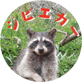 ジビエ　アライグマ