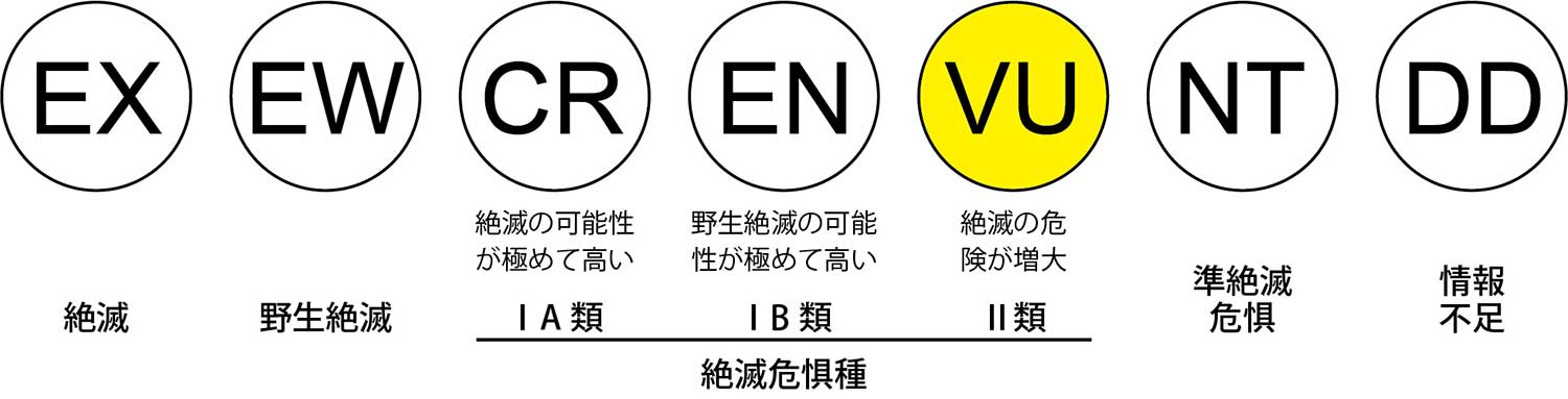 レッドデータ絶滅危惧Ⅱ類（VU）